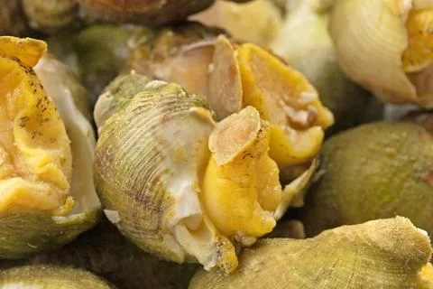 Several whelks cooked close-up Stock Photos
