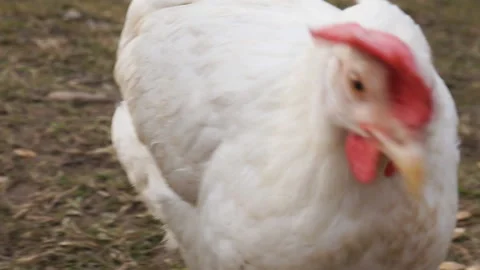 Several white chickens are walking in the yard. Stock Footage 128633228
