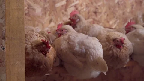 Several white chickens going to sleep in the hen house Stock Footage 166155992