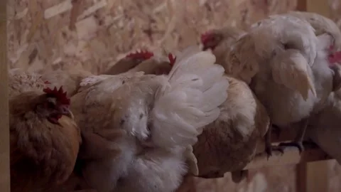 Several white chickens scratching themselves on the perches in the hen house Stock Footage 166155541