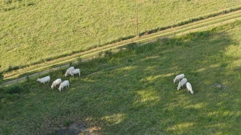 Several white cows grazing in a lush green pasture in Nievre, Burgundy, France Stock Footage 346721668