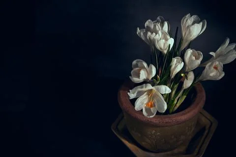 Several white crocuses in a ceramic pot on a dark background Stock Photos