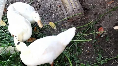 Several white ducks, quacking and eat. Stock Footage 71119750