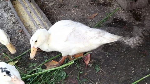 Several white ducks, quacking, it shows the wings. Video stock 71119738