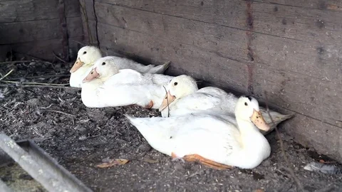 Several white ducks, resting. Stock Footage 71119745