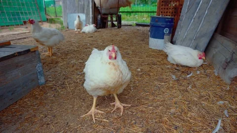 Several white hens are having a rest in a big enclosure. Stock Footage 114325913