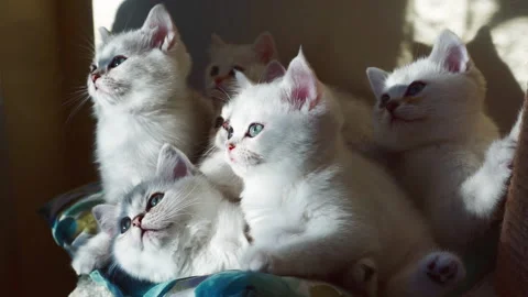Several white kittens turn their heads in sync. Video stock 139411258