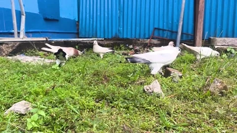 Several white pigeons with distinct tail patterns Stock Footage 338421447