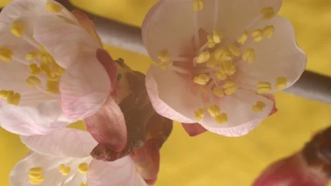 Several wild almond buds open against a yellow background. Spring flowering Stock Footage 163980540