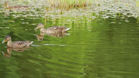 Several wild ducks floating on a pond overgrown, camera tracking Stock Footage 143280731