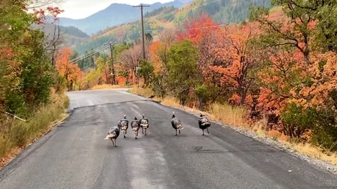 Several wild turkeys walk down a mountain road with colorful Fall colors Stock Footage 140996836