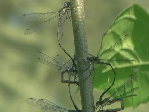 SEVERAL WILLOW EMERALD DAMSELFLYS Video stock 95938239