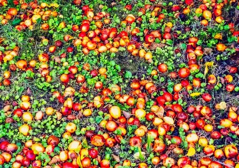 Several windfall apples lying on the ground in grass in autumn Stock Photos