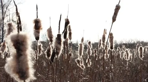 Several withered flowers of broadleaf cattail in backlight, flying fluff Stockbeeldmateriaal 43306383