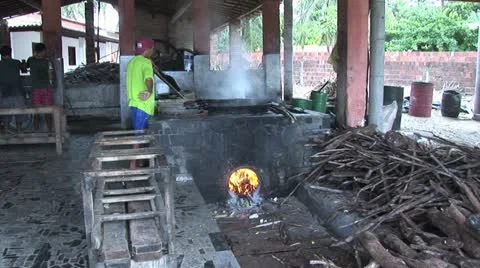 Several Workers Processing Sugar Cane 2 Video stock 19017991