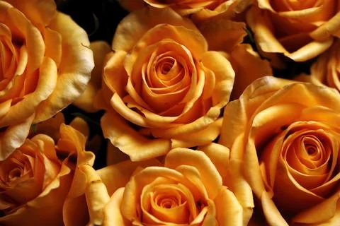 Several Yellow Roses In A Bit Worn And Spotted Stock Photos