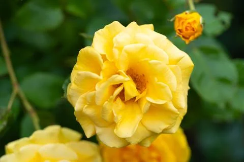 Several yellow roses Stock-Fotos