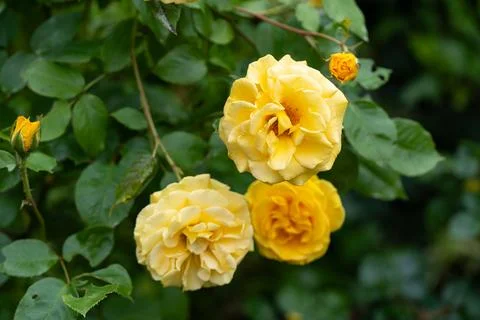 Several yellow roses 库存照片