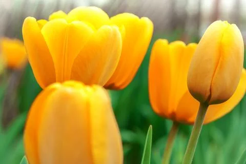 Several yellow tulips Stock Photos