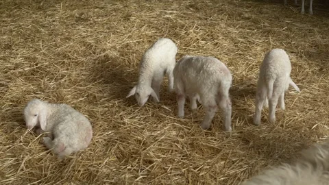 Several young Assam lambs rest together on hay while gently eating. The video Stock Footage 315674625