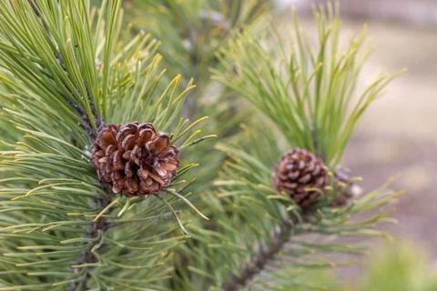 Several young cones on a pine Stock Photos