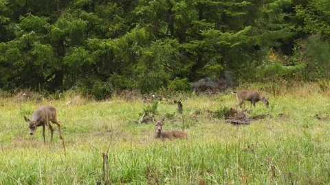 Several young deer in a grass field Stock Footage 84686455