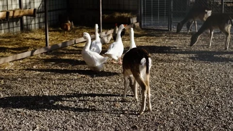 Several young deer walking inside an enclosure together with white geese. Calm Stock Footage 327535239