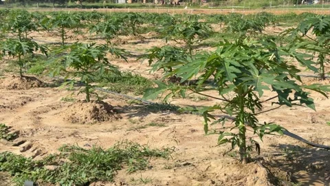 Several young papaya trees stand across a prepared agricultural plot forming Stock Footage 335759857