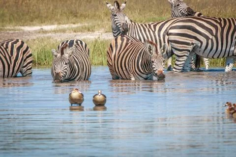 Several Zebras drinking in the Chobe. Stock Photos