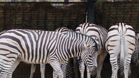Several zebras standing close together, showing distinctive black and white Stock Footage 336862840