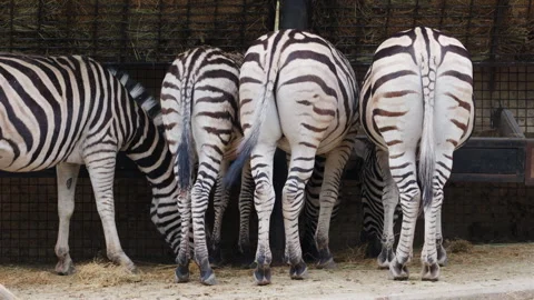 Several zebras standing close together, showing distinctive black and white Stock Footage 336863053