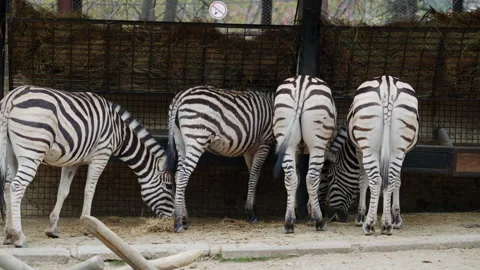 Several zebras standing close together, showing distinctive black and white Stock Footage 336863451