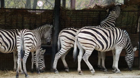 Several zebras standing close together, showing distinctive black and white Stock Footage 336863910