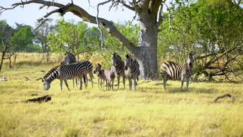 Several Zebras Watching Stock Footage 135198935