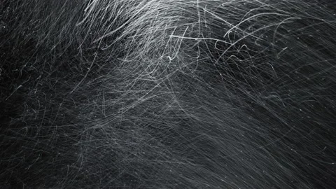 Severe blizzard isolated on the black background, seamlessly looped. Stock Footage 148580637