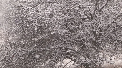 Severe Blizzard snowstorm and high wind with whiteouts Stock Footage 44064625