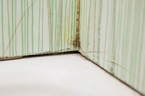 Severe case of bathroom mold causing tiles to crack. Stock Photos