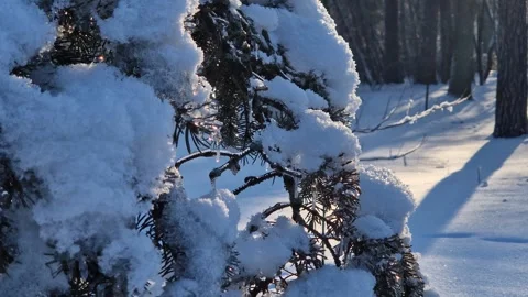 Severe cold in Ukraine, icing of trees. Close-up of needles covered with ice Stock Footage 327472605