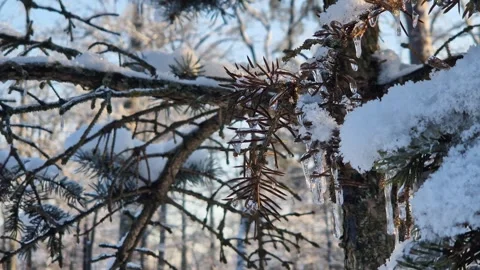 Severe cold in Ukraine, icing of trees. Close-up of needles covered with ice Stock Footage 327472610