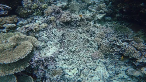 Severe Coral Reef Damage and huge Dead Coral Collapse 스톡 동영상 340602013