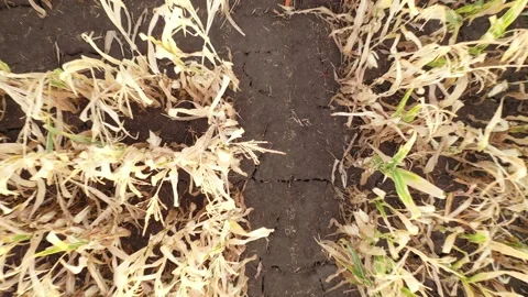 Severe drought conditions affecting the corn crop fields. Drone 4k clip. 스톡 동영상 133332376