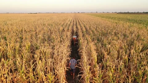 Severe drought conditions affecting the corn crop fields. Drone 4k clip. Vídeo Stock 133332450