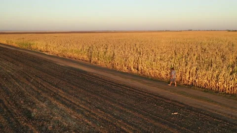 Severe drought conditions affecting the corn crop fields. Drone 4k clip. 스톡 동영상 133334983