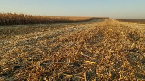 Severe drought conditions affecting the corn crop fields. Drone clip. 스톡 동영상 133336853