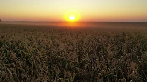 Severe drought conditions affecting the corn crop fields. Drone clip. 스톡 동영상 133337357