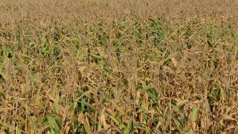 Severe drought, corn field was damaged Stock-Footage 83941889