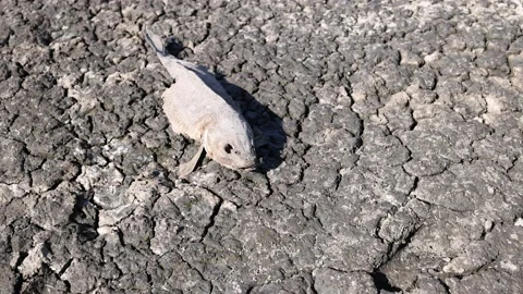Severe Drought Reveals Dead Fish on Dried Lake Bed in Reno Nevada Stock Footage 157089510