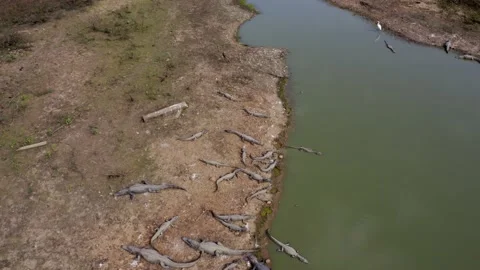 Severe drought turns the Amazon rain forest and wetlands into small ponds Stock Footage 160473711