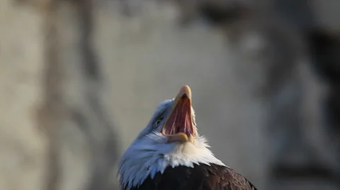 Severe expression of adorable bald eagle close up, haliaeetus leucocephalus, Stock Footage 46807357
