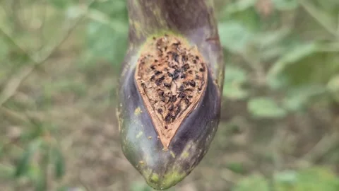 Severe Fruit Borer Insect Damage And Rot On Eggplant Close Up View Stock Footage 342209048